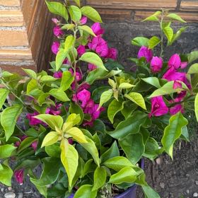 Photo of the plant species Lesser Bougainvillea by @SparklyAlbo52 named Fernie Mercury on Greg, the plant care app