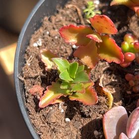 Photo of the plant species Kalanchoe sexangularis by @SleppyB named Forrest on Greg, the plant care app