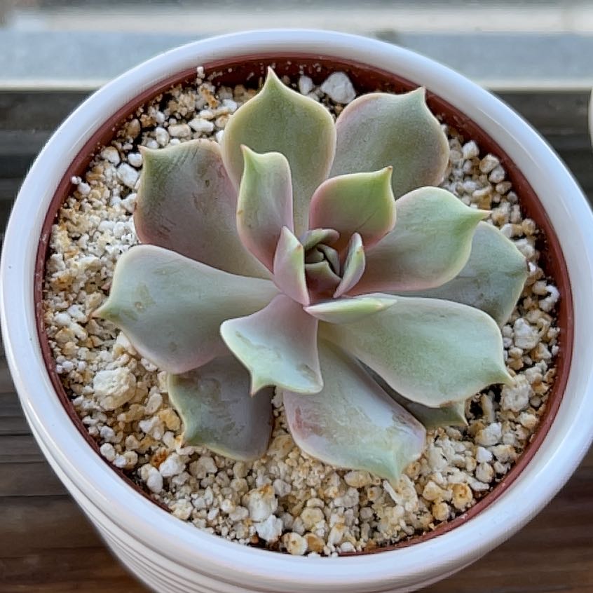 Photo of the plant species Echeveria 'Pink Diamond' by @SleppyB named Clooney on Greg, the plant care app