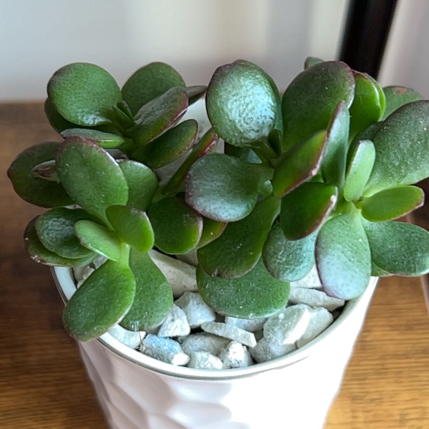 Photo of the plant species Mini Jade by @SleppyB named Marley on Greg, the plant care app