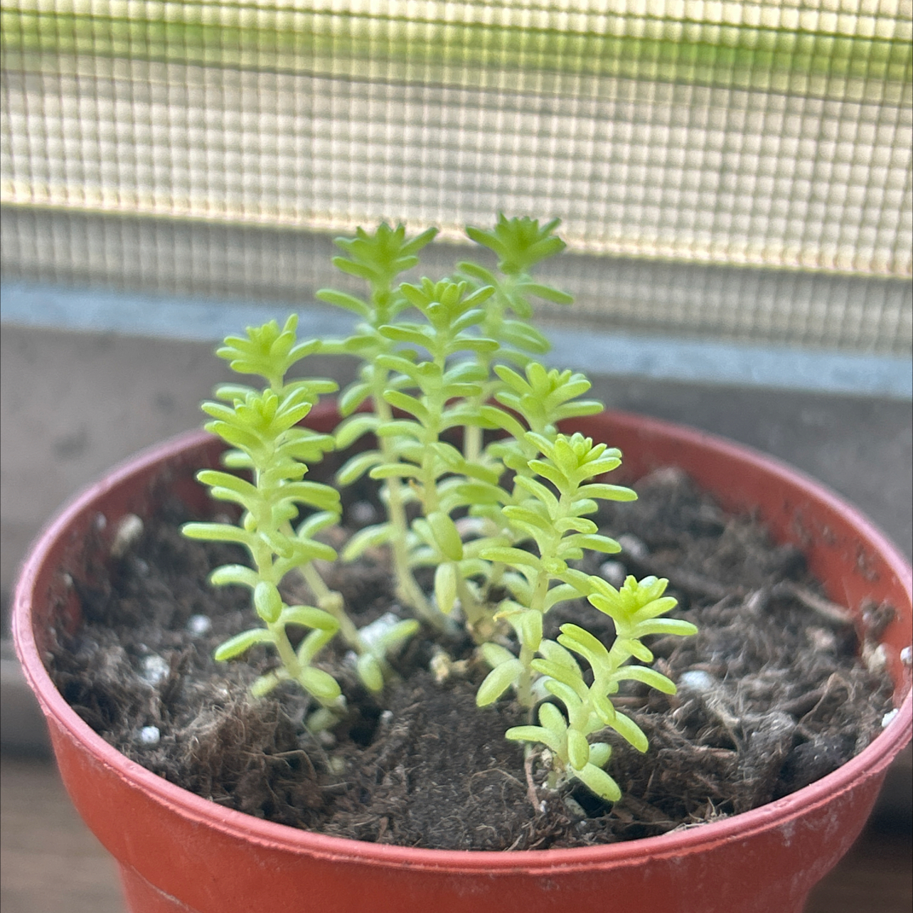 Photo of the plant species Sedum japonicum 'Tokyo Sun' by @SleppyB named Curie on Greg, the plant care app