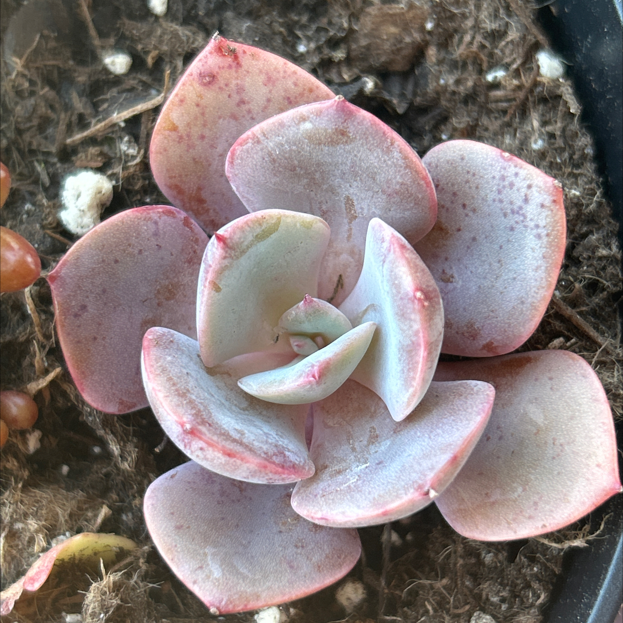 Photo of the plant species Echeveria 'Dusty Rose' by @SleppyB named Spike Leaves on Greg, the plant care app
