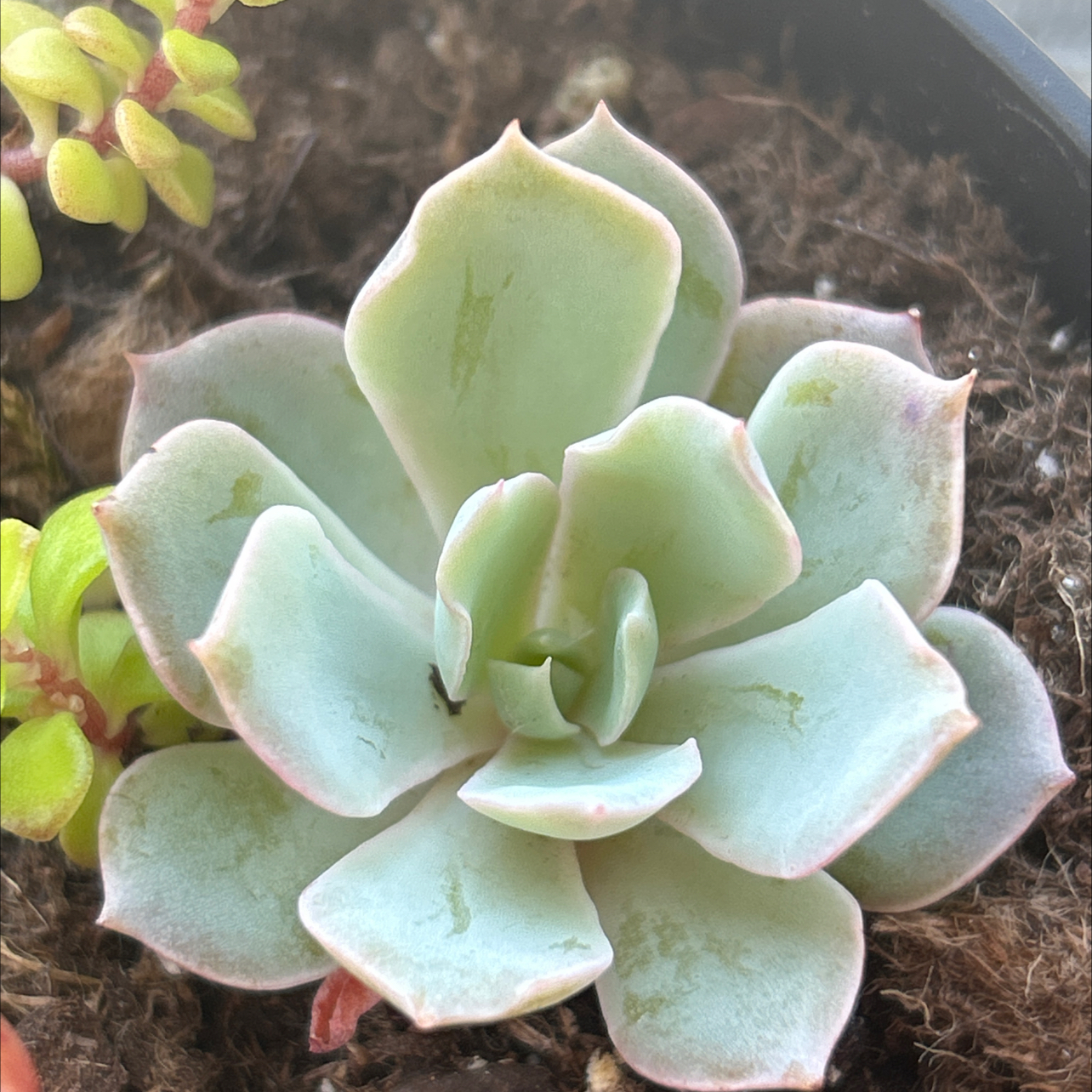 Photo of the plant species Echeveria Subsessilis by @SleppyB named Sahara on Greg, the plant care app