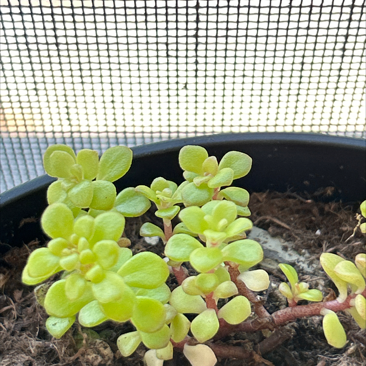 Photo of the plant species Golden Japanese Stonecrop by @SleppyB named Willow on Greg, the plant care app