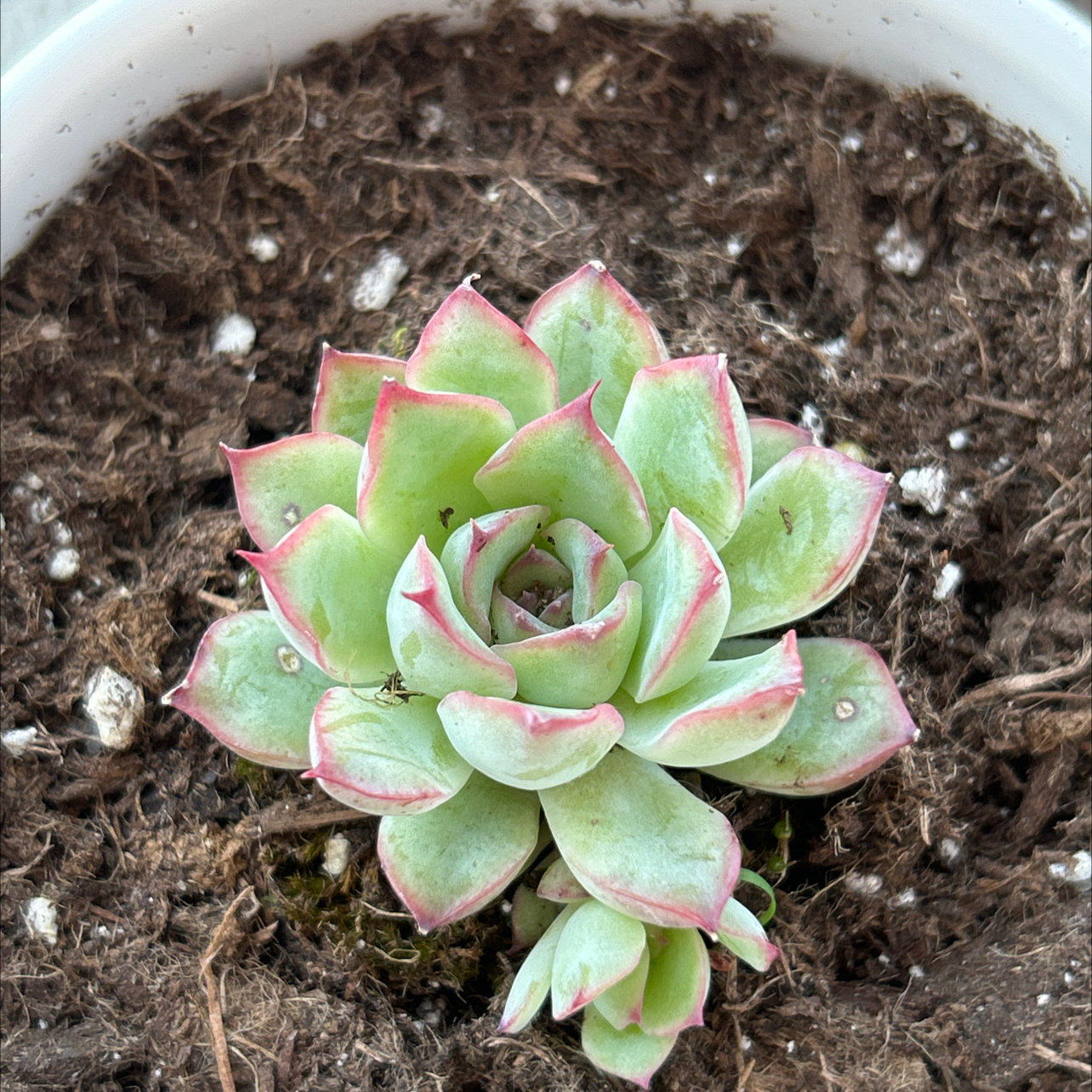 Photo of the plant species Echeveria 'Pink Tips' by @SleppyB named Khaleesi on Greg, the plant care app