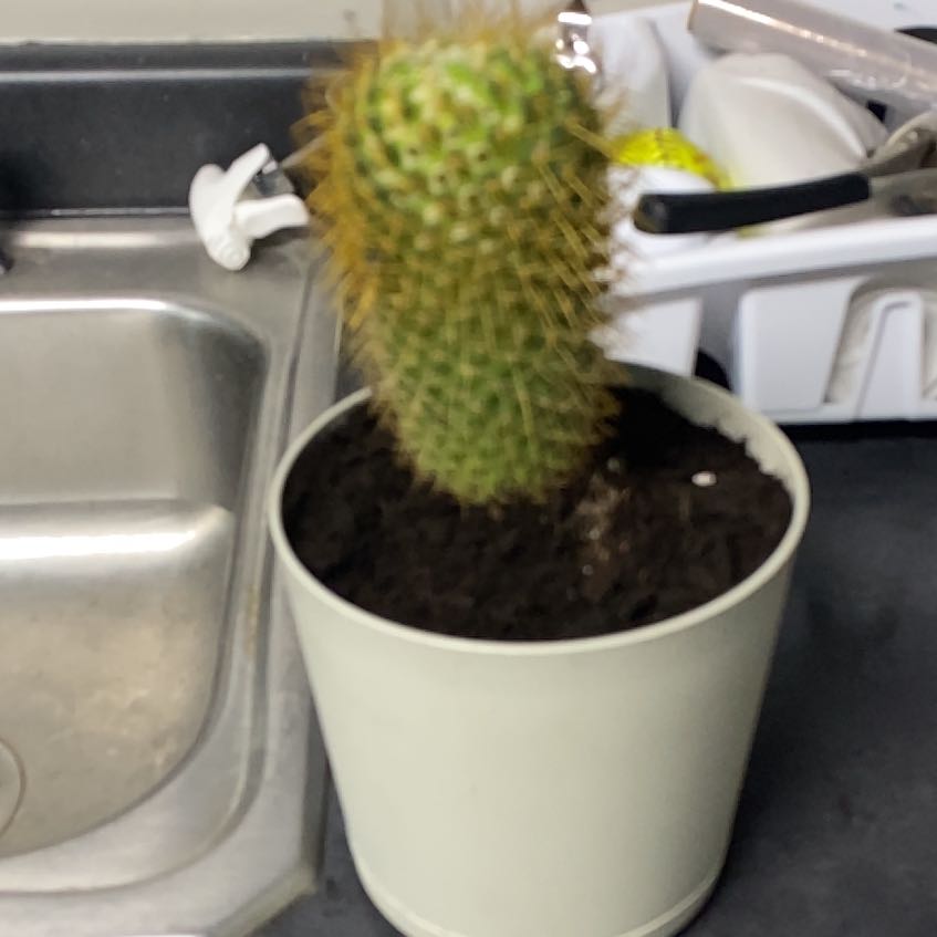Photo of the plant species Mammillaria pringlei by @Trevin named Latrina on Greg, the plant care app