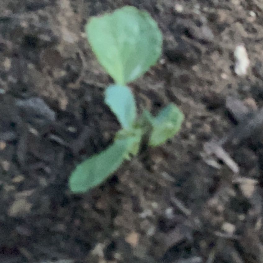 Photo of the plant species Brussel Sprout by @Trevin named Tina on Greg, the plant care app