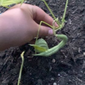 Photo of the plant species Green Beans by @Trevin named Beyonce on Greg, the plant care app