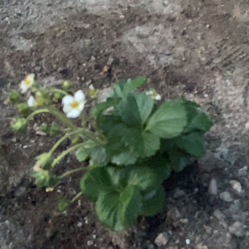 Photo of the plant species Garden Strawberry by @Trevin named Morgan Treeman on Greg, the plant care app