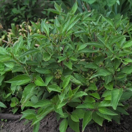 Photo of the plant species Red-Barked Dogwood by @KeySpinach71 named Sanders on Greg, the plant care app
