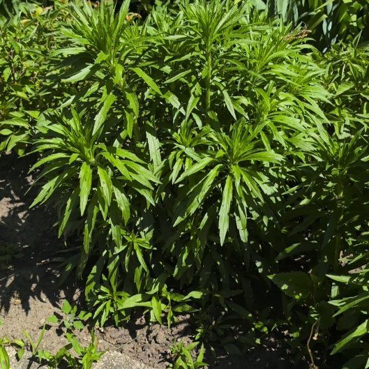 Photo of the plant species Argentine Fleabane by @KeySpinach71 named Harry on Greg, the plant care app