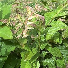 Photo of the plant species Spanish Chestnut by @GentleTozzia69 named Terra on Greg, the plant care app