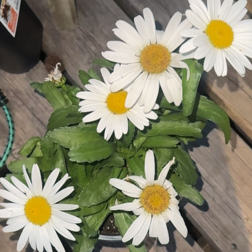 Photo of the plant species Ox-Eye Daisy by @ExpertSweetleaf named Ulysses S Plant on Greg, the plant care app