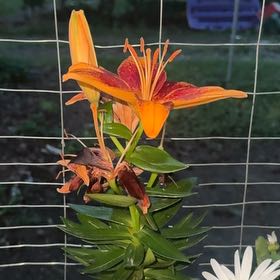 Photo of the plant species Orange Lily by @ExpertSweetleaf named Athena on Greg, the plant care app