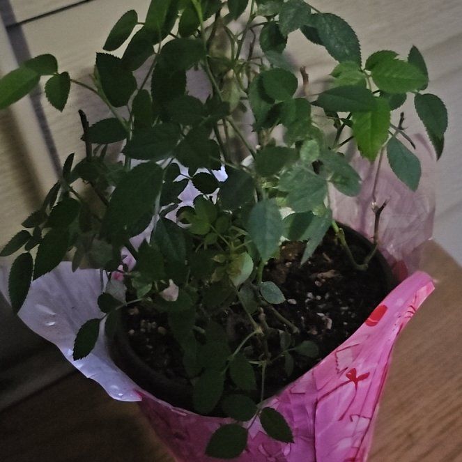 Photo of the plant species Miniature Kordana Rose by @WittyMint84 named Nemo on Greg, the plant care app