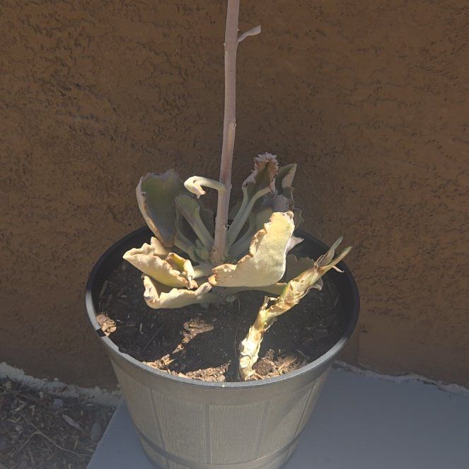 Photo of the plant species Kalanchoe beharensis 'Fang' by @WittyAchiote10 named Messi on Greg, the plant care app