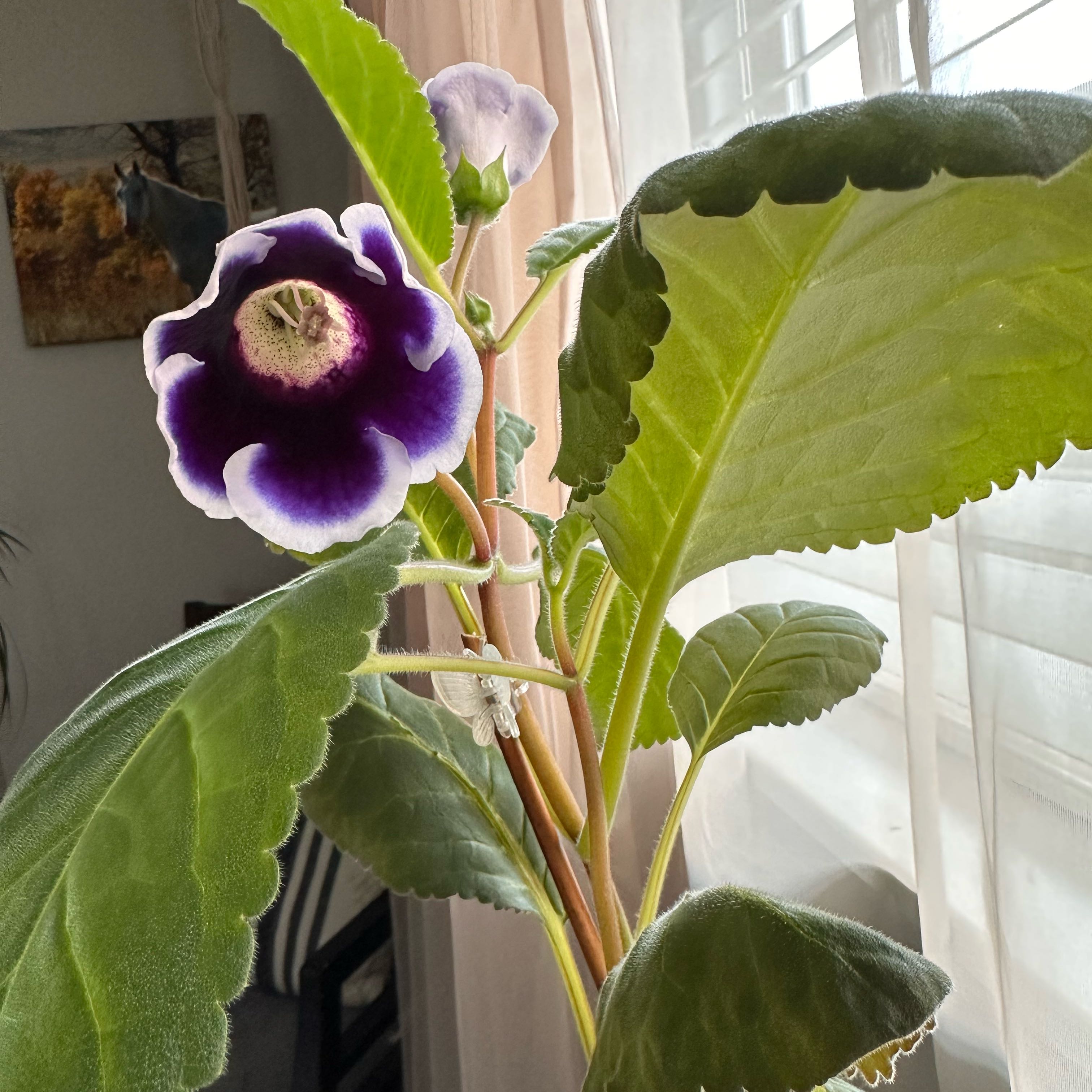 Photo of the plant species Heart-Leaved Bergenia by @LushElkclover45 named Elle on Greg, the plant care app
