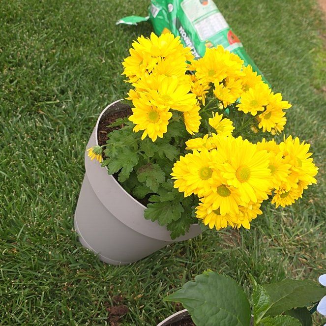 Photo of the plant species Mum by @ZestMelon80 named Elina on Greg, the plant care app