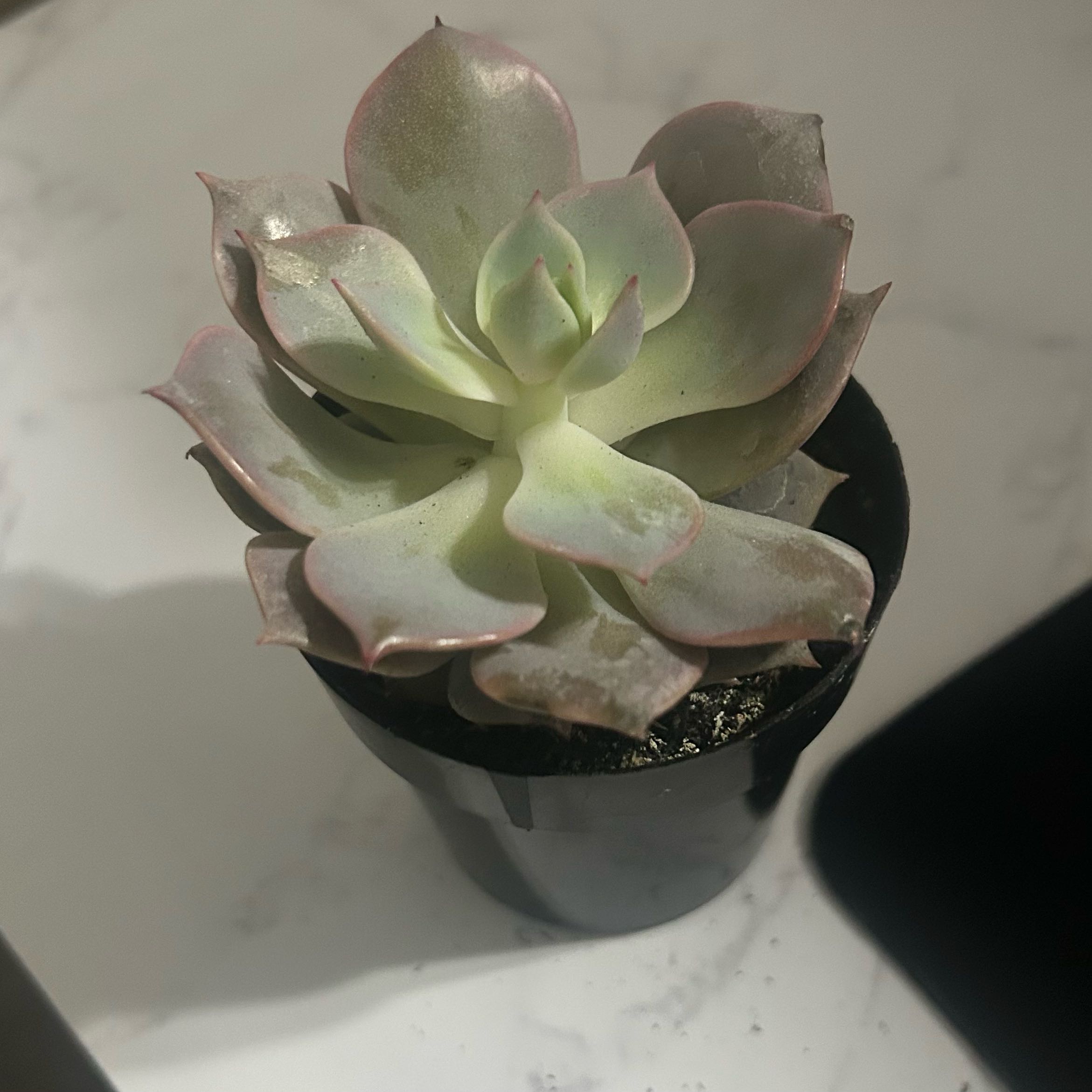 Photo of the plant species Echeveria 'Angel Kissed' by @WittyRye98 named Yon on Greg, the plant care app