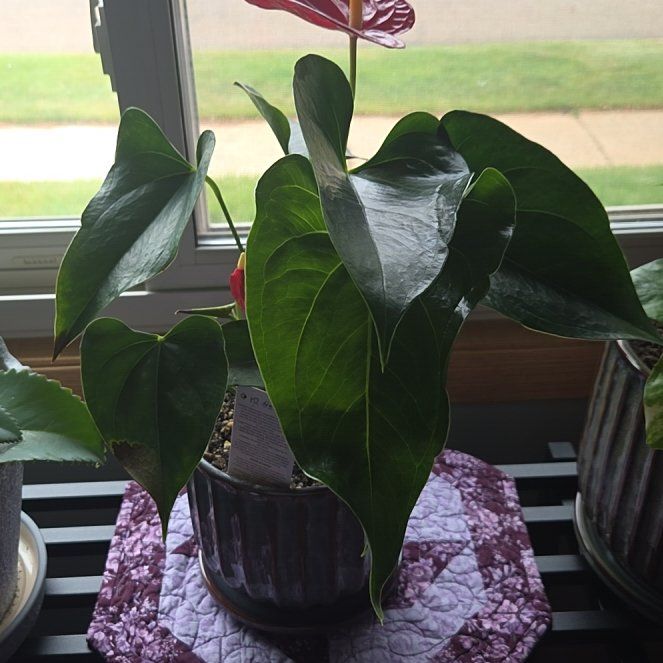 Photo of the plant species Flamingo Flower by @GemOtanthus75 named Beckham on Greg, the plant care app