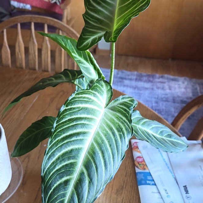 Photo of the plant species Xanthosoma Angel wings by @GemOtanthus75 named Baesil on Greg, the plant care app