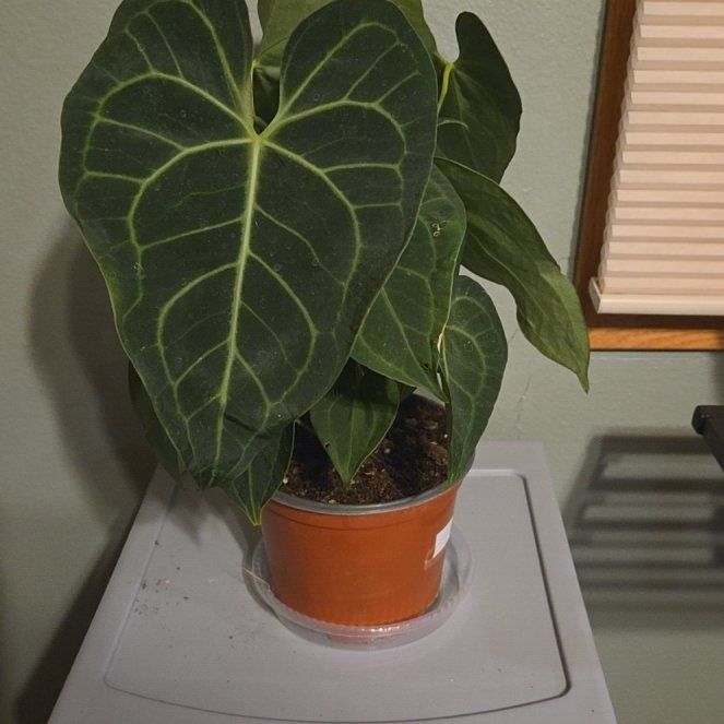 Photo of the plant species Anthurium crystallinum magnificum by @GemOtanthus75 named Navajo on Greg, the plant care app