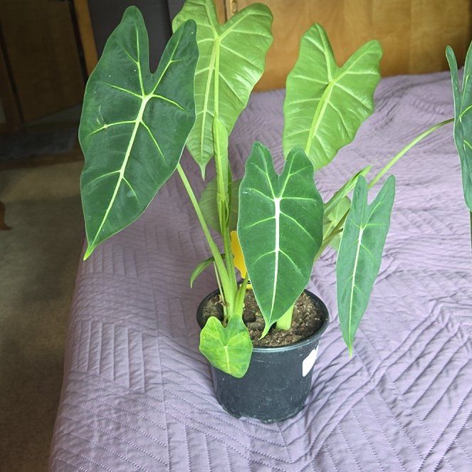 Photo of the plant species Alocasia Frydek by @GemOtanthus75 named Delilah on Greg, the plant care app