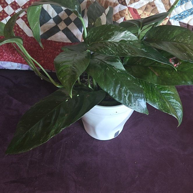 Photo of the plant species Albo Epipremnum Pinnatum by @GemOtanthus75 named McKinley on Greg, the plant care app
