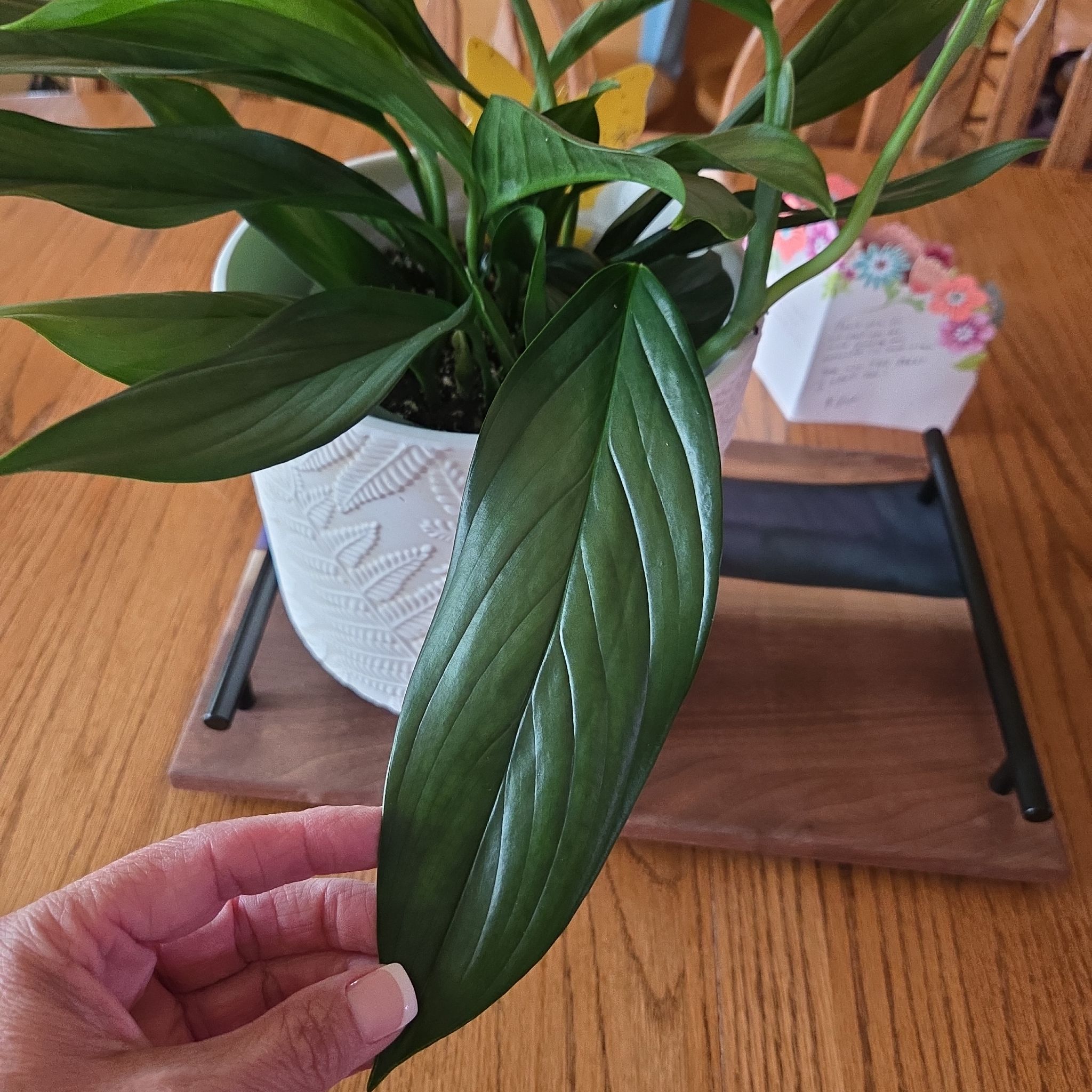Photo of the plant species Silver Streak Plant by @GemOtanthus75 named Remington on Greg, the plant care app
