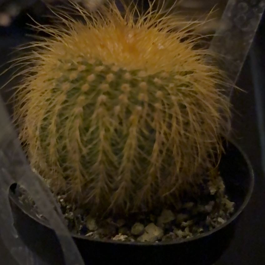 Photo of the plant species Notocactus leninghausii by @BeefyLime83 named LiloStitch on Greg, the plant care app