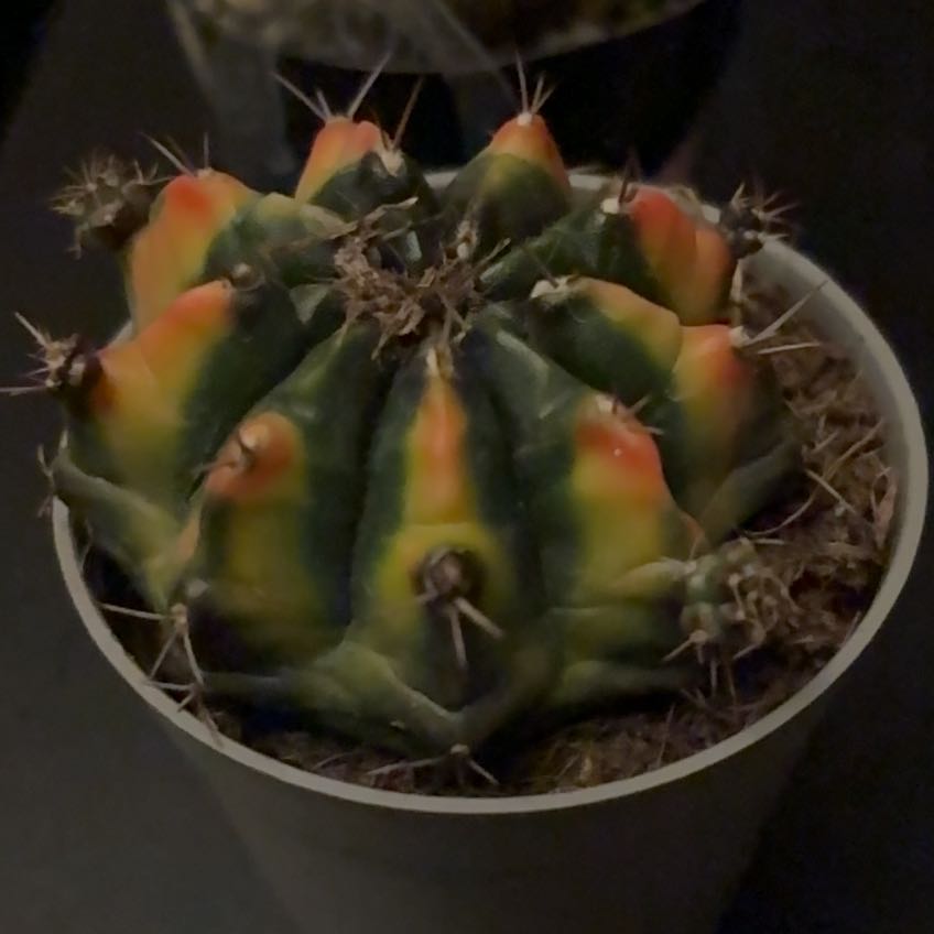 Photo of the plant species Variegated Moon Cactus by @BeefyLime83 named Darwin on Greg, the plant care app