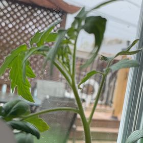 Photo of the plant species Celebrity Tomato by @WingedLoquat named Winston on Greg, the plant care app