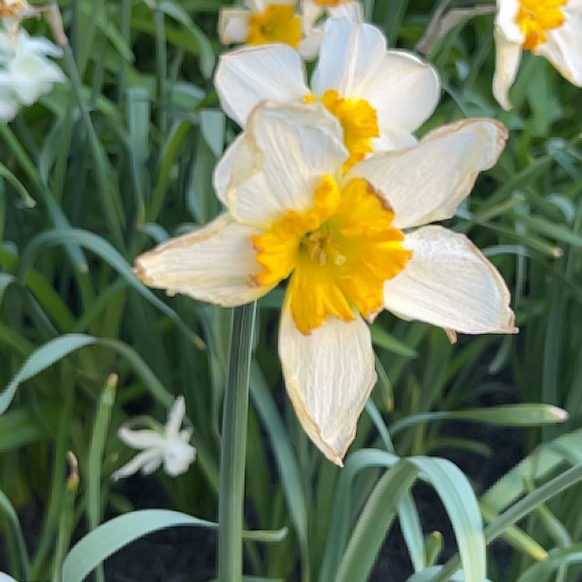 Photo of the plant species Daffodil by @WingedLoquat named Nithin on Greg, the plant care app