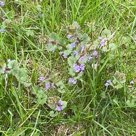 Photo of the plant species Alehoof by @WingedLoquat named Gaga on Greg, the plant care app