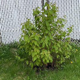 Photo of the plant species Brown Birch by @WingedLoquat named Curie on Greg, the plant care app