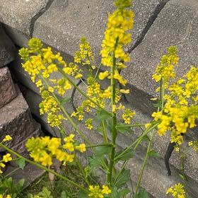 Photo of the plant species Garden Yellow Rocket by @WingedLoquat named Hamilton on Greg, the plant care app