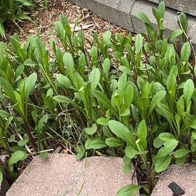 Photo of the plant species Seaside Goldenrod by @WingedLoquat named Rosa on Greg, the plant care app