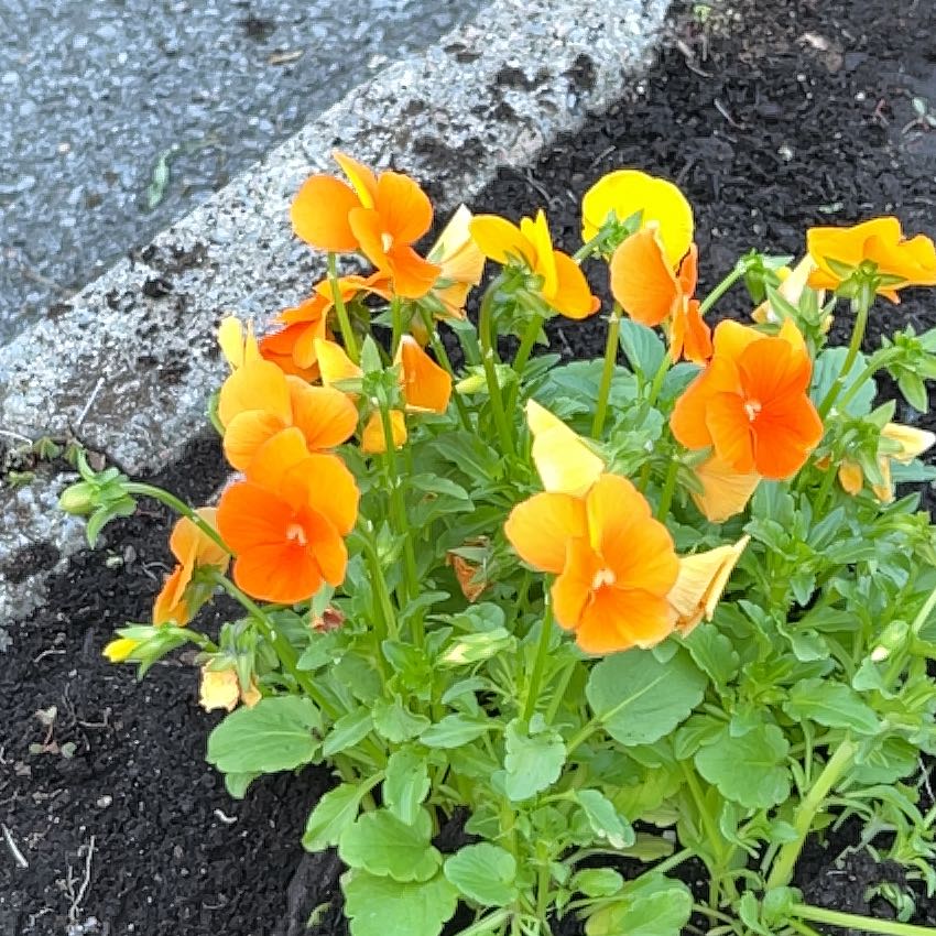 Photo of the plant species Wild Pansy by @WingedLoquat named Emerson on Greg, the plant care app