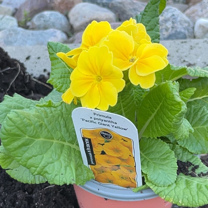 Photo of the plant species Common Primrose by @WingedLoquat named Leaf Erickson on Greg, the plant care app