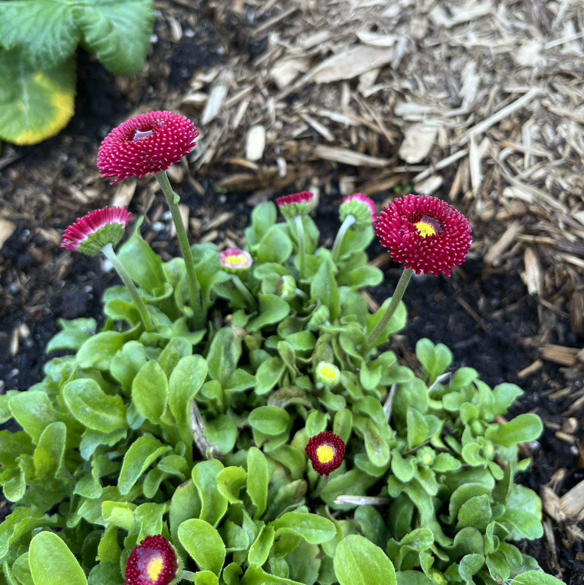 Photo of the plant species Bellis perennis 'Habanera' by @WingedLoquat named Kylie on Greg, the plant care app