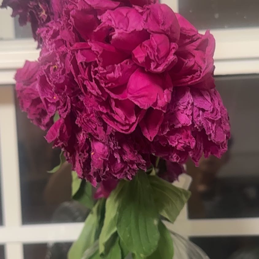 Photo of the plant species Chinese Peony by @WiseCaucalis63 named Aria on Greg, the plant care app