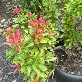 Photo of the plant species Japanese Andromeda by @WiseCaucalis63 named Mochi on Greg, the plant care app