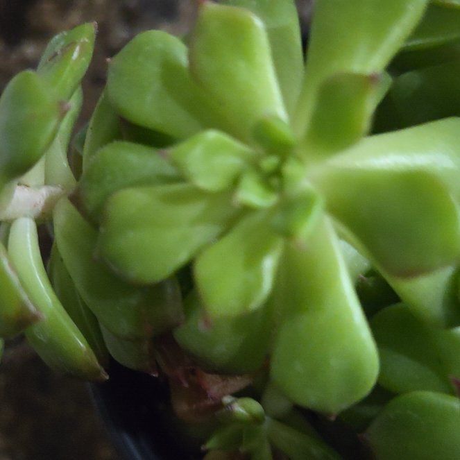 Photo of the plant species Sedeveria 'Letizia' by @ConversantHoya2 named Mochi on Greg, the plant care app