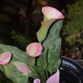Photo of the plant species Spotted Calla Lily by @Bejeweled named Emerson on Greg, the plant care app