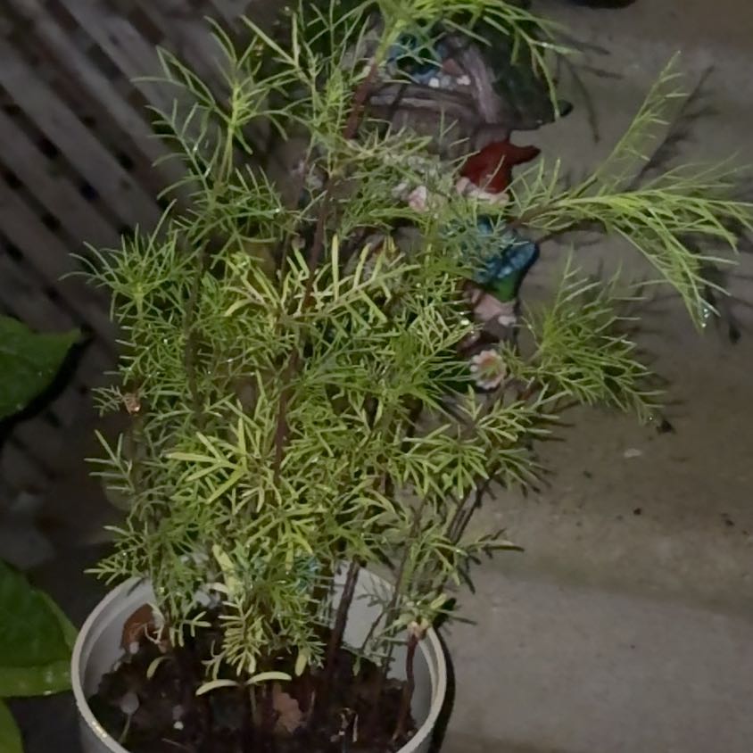 Photo of the plant species Garden Cosmos by @Bejeweled named Anne on Greg, the plant care app