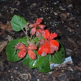 Photo of the plant species Scarlet Sage by @Bejeweled named Wall-E on Greg, the plant care app