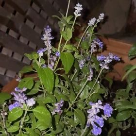 Photo of the plant species Mealycup Sage by @Bejeweled named Morgan Treeman on Greg, the plant care app