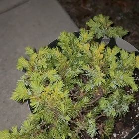 Photo of the plant species American Common Juniper by @Bejeweled named Fernie Saunders on Greg, the plant care app