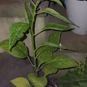 Photo of the plant species Tobasco Pepper by @Bejeweled named Harry on Greg, the plant care app