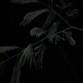 Photo of the plant species Albizia Julibrissin by @Bejeweled named Diana on Greg, the plant care app